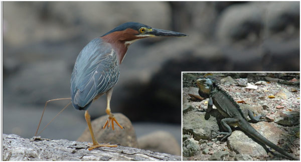 La faune Martinique en danger en Martinique Iguanes et oiseaux