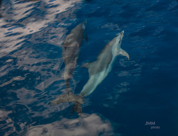 Les dauphins en Martinique