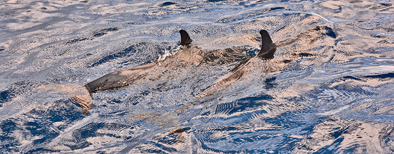 Un couple de gros dauphins en Martinique