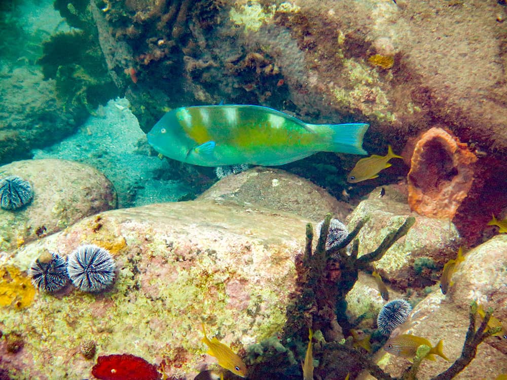 aquarium de Mer Martinique