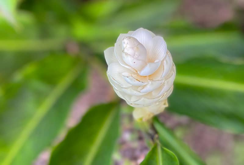 Alpinia Blanc fleur de Martinique