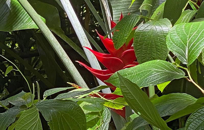 Balisier fleur de Martinique