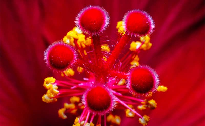 Coeur-d-hibiscus-fleur-Martinique