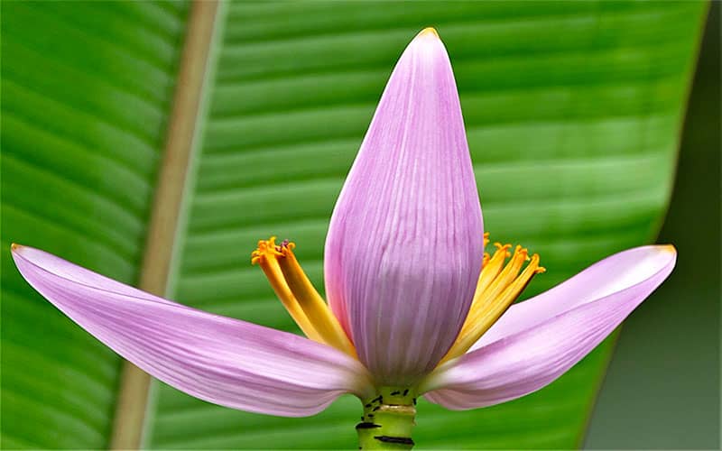 Fleur de Bananier Martinique