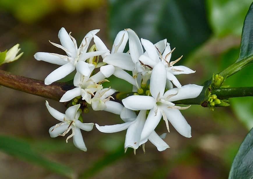 Fleur du caféier Martinique