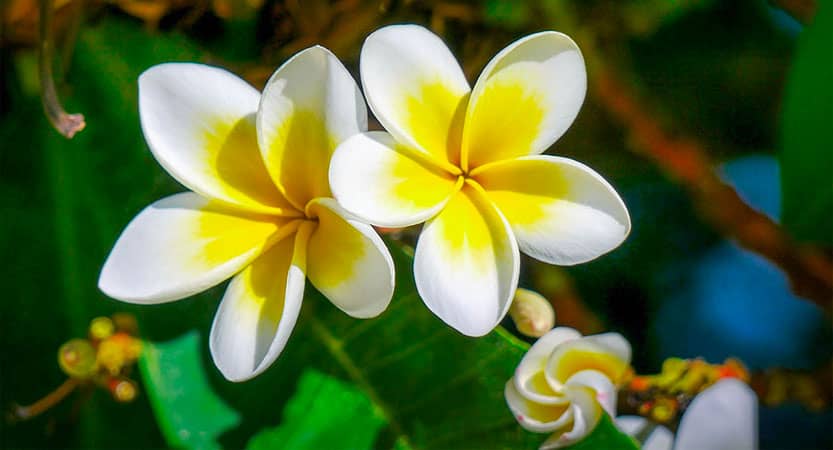 Fleurs de Martinique fleur de Frangipanier