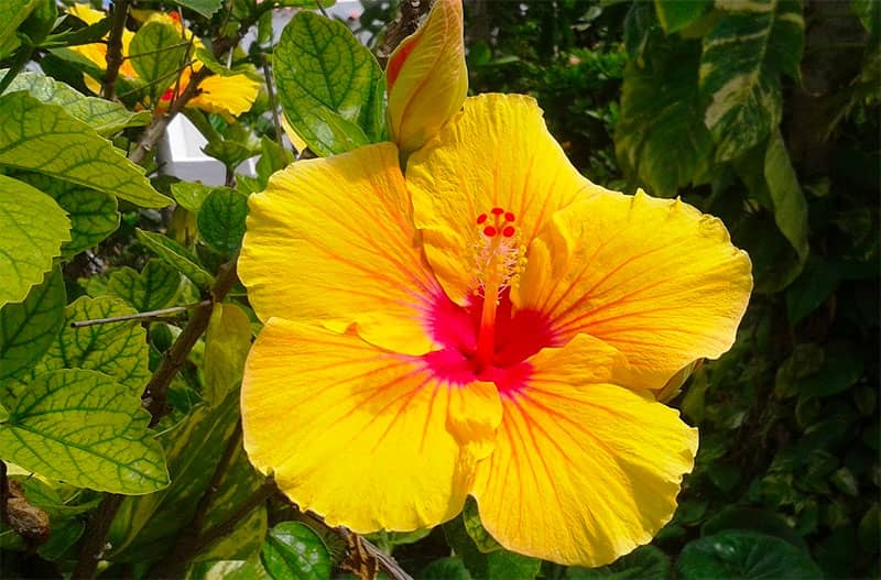 Hibiscus fleur de Martinique