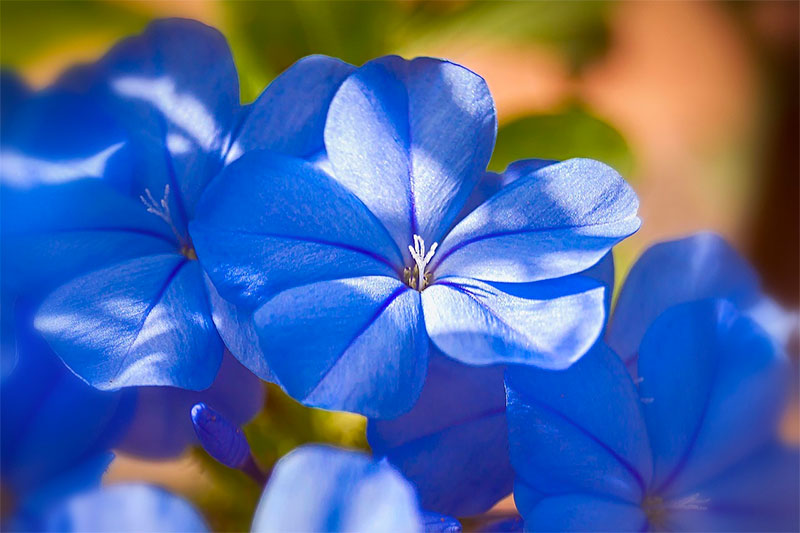 Jasmine Bleu fleur de Martinique