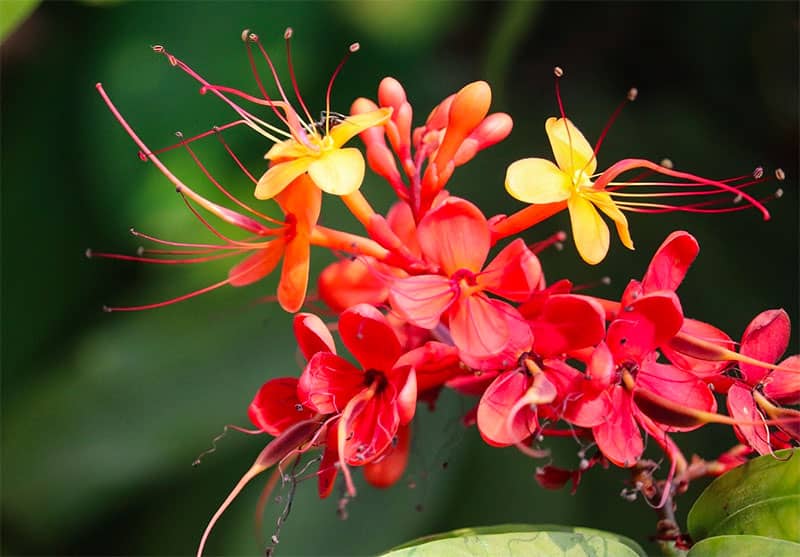 Macatas fleur de Martinique