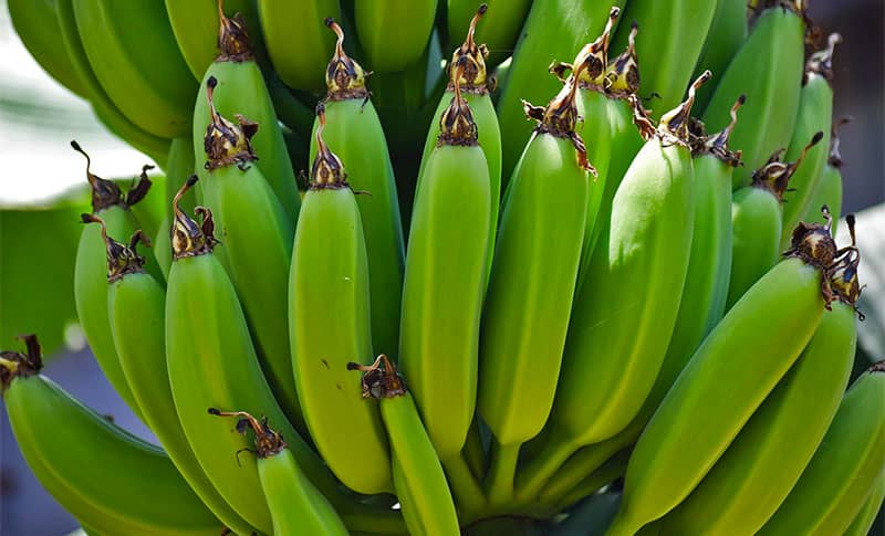 La Banane de Martinique