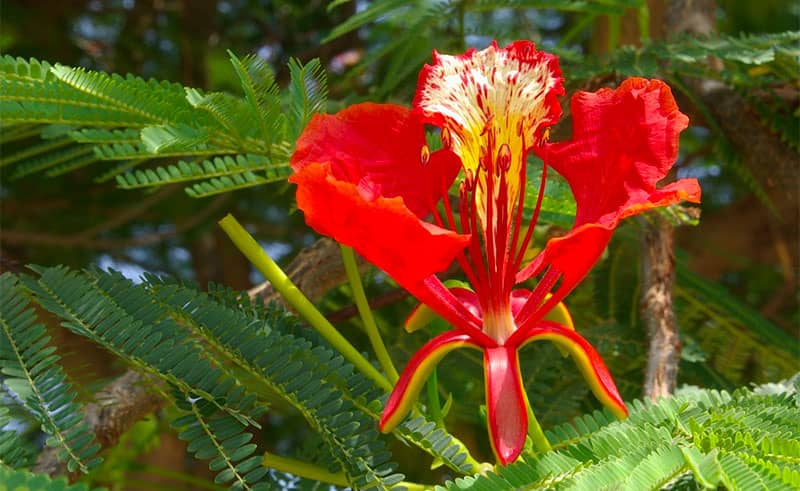 fleur du Flamboyant Arbre de Martinique