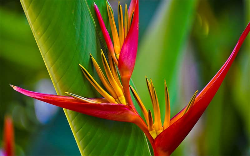oiseau du paradis fleur de Martinique