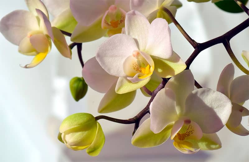 orchidée blanche fleur de Martinique