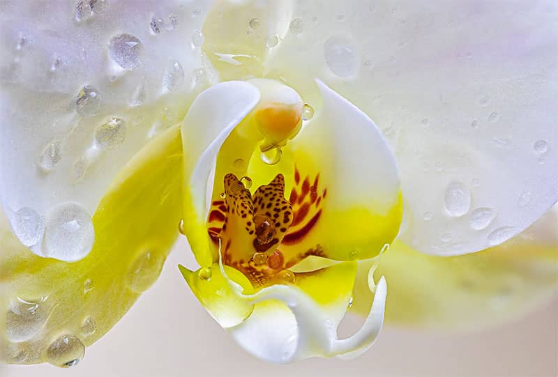 Orchidée Martinique