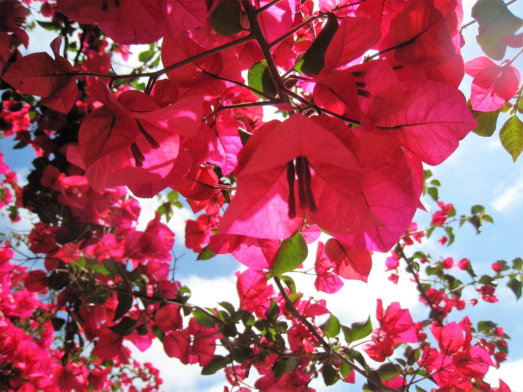 Bougainvillée ou bougainvillier