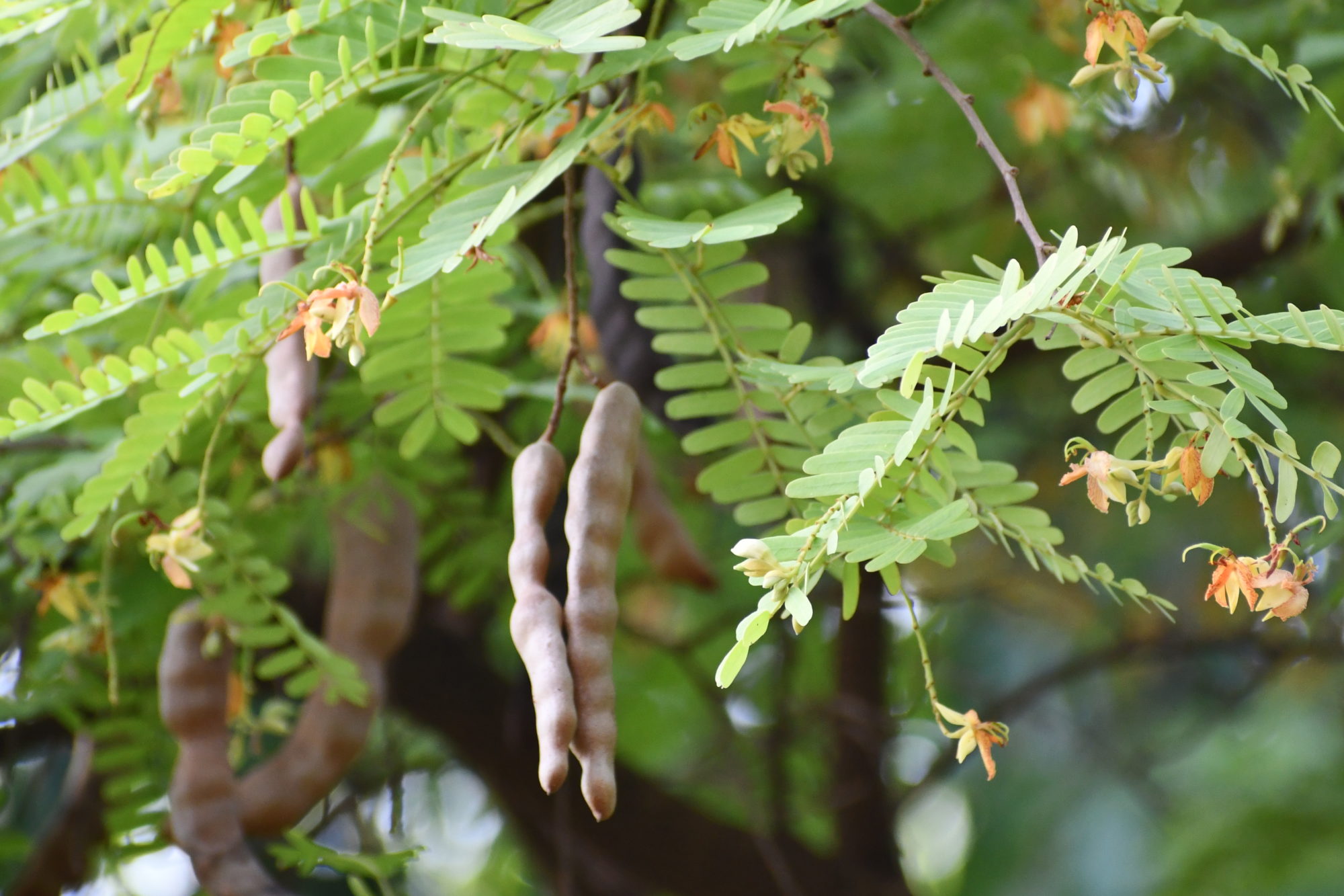Tamarinier