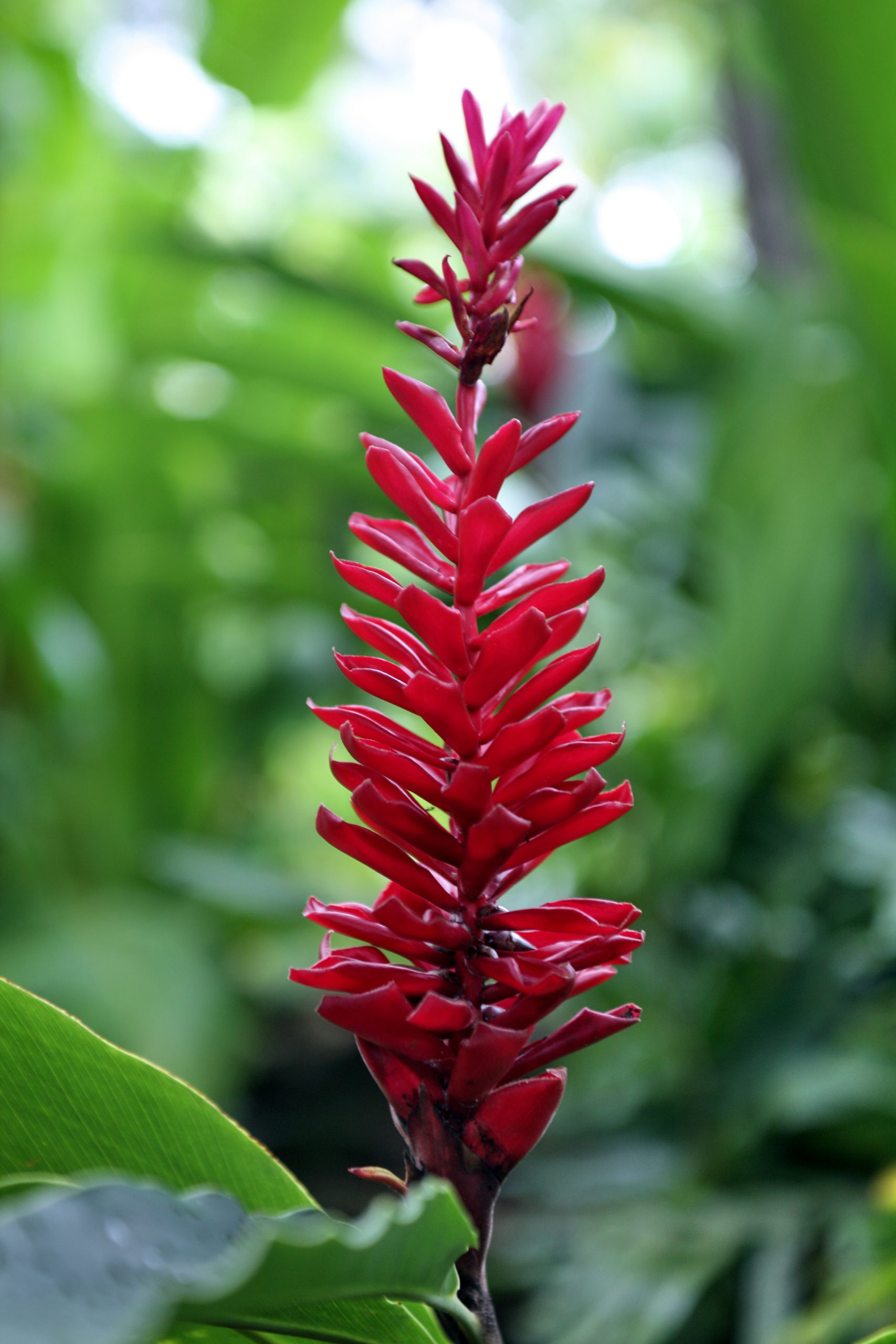 Alpinia puerpurata