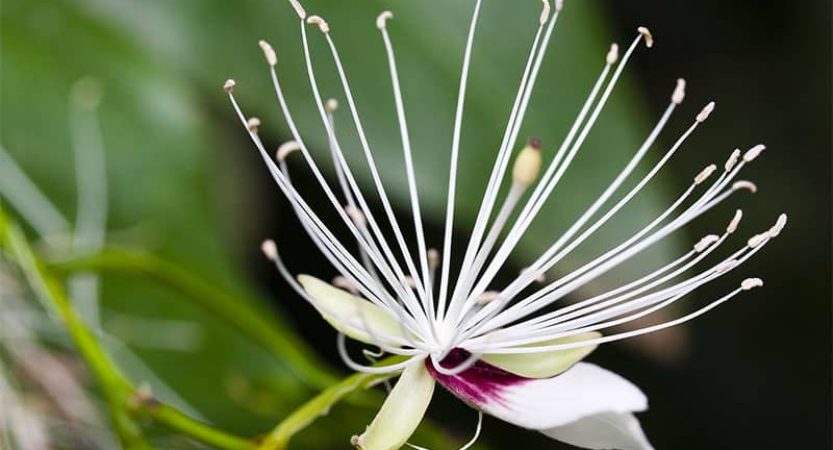 Capparis Miracantha fleur de Martinique